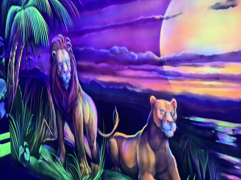 Les lions au coucher du soleil